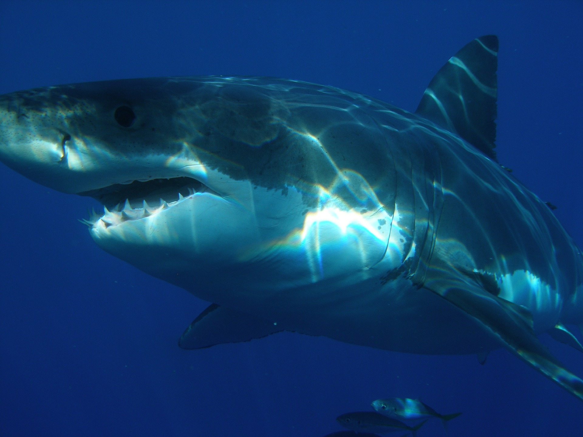 Shark attacks: How safe are you in the water?