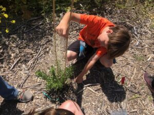 A student measuring a plant's growth