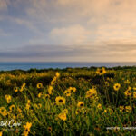 Bush Sunflower Tablet Wallpaper (1024 x 768 px)