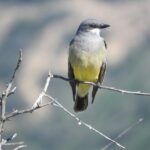 Cassins Kingbird