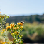 Crystal Cove Conservancy