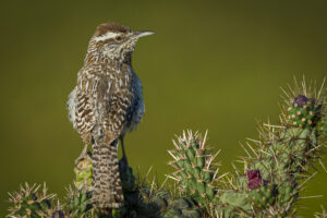 Cactus Wren from behind, sitting on a cactus
