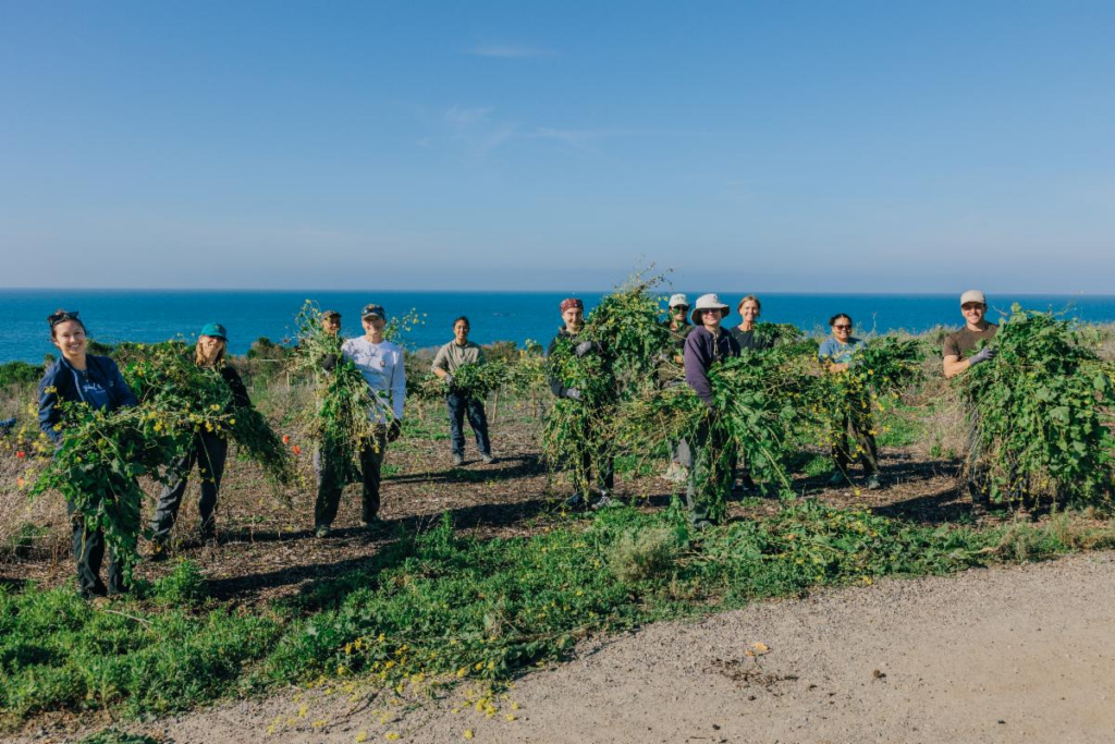 Group of volunteers holding big bundles of removed, invasive Black Mustard plants
