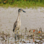 Bird standing in wet sand and grass