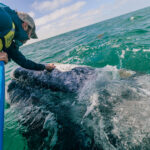 Man leaning over boat to pet a gray whale
