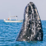Gray whale snout emerging above water with boat behind