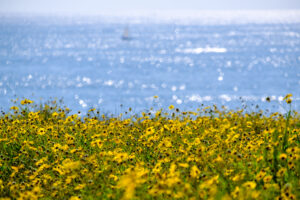 California Bush Sunflowers, blue ocean behind, with a sailboat in the distance