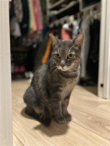 Gray tabby cat sitting upright in a closet