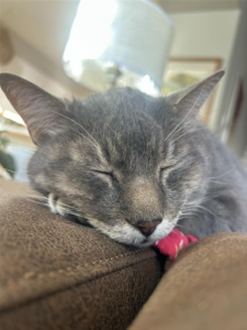 Close-up of a gray tabby cat sleeping