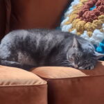 Gray tabby cay sleeping on an orange couch with a crochet pillow