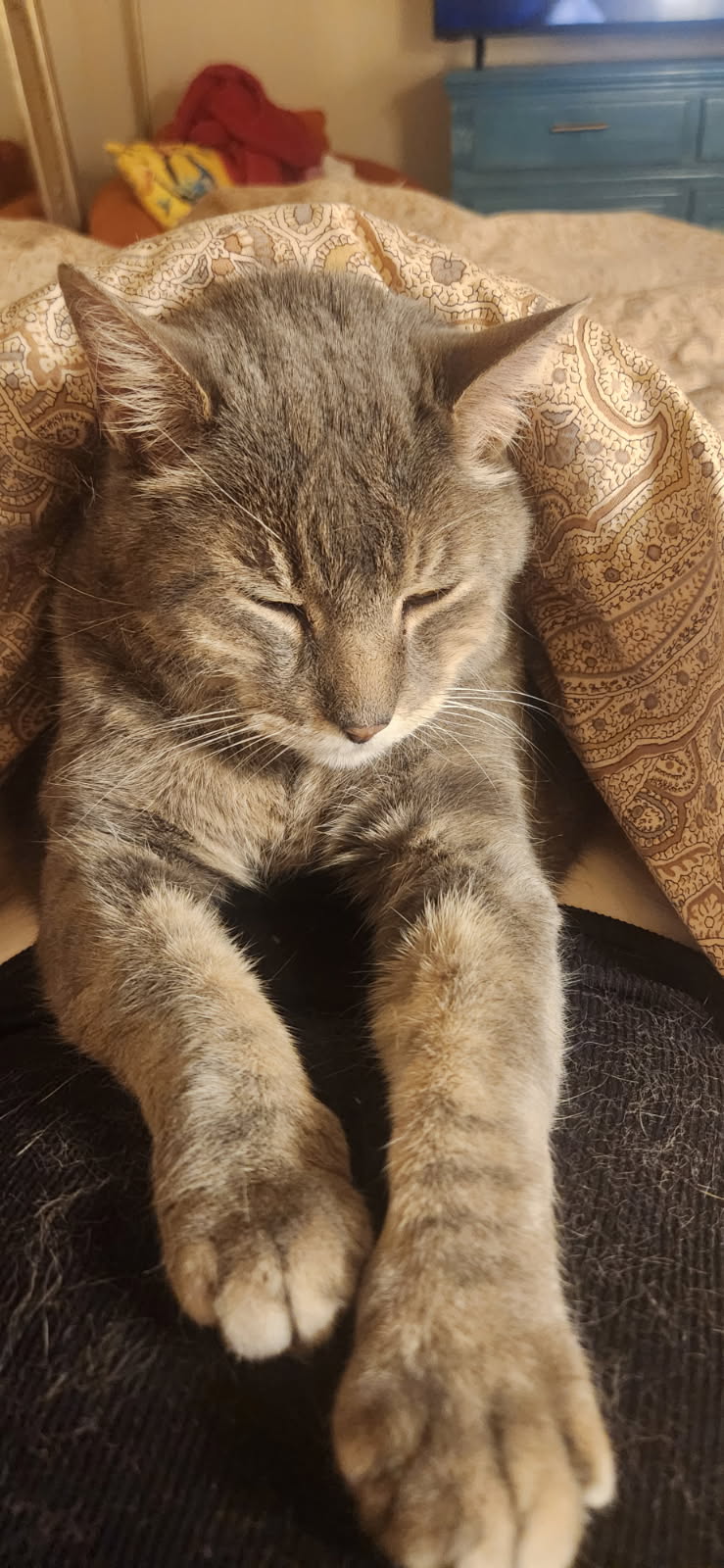 Gray tabby cat laying underneath a tan blanket