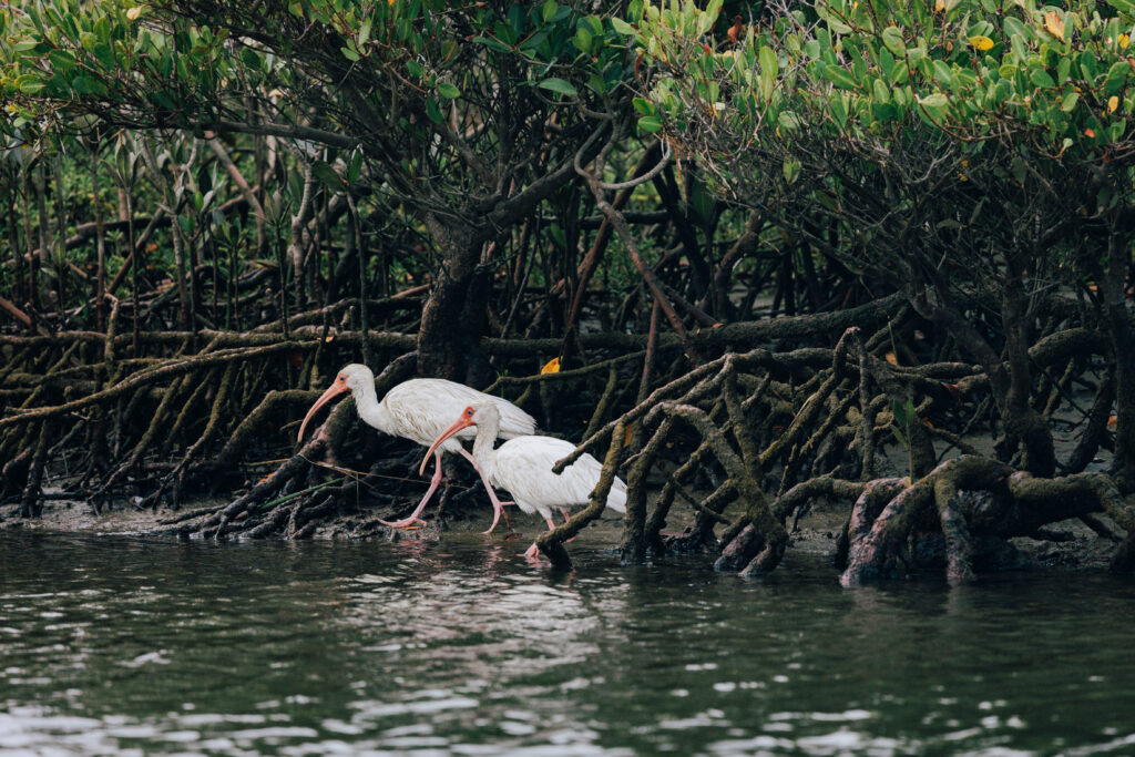 Two white ibises in mangrove roots