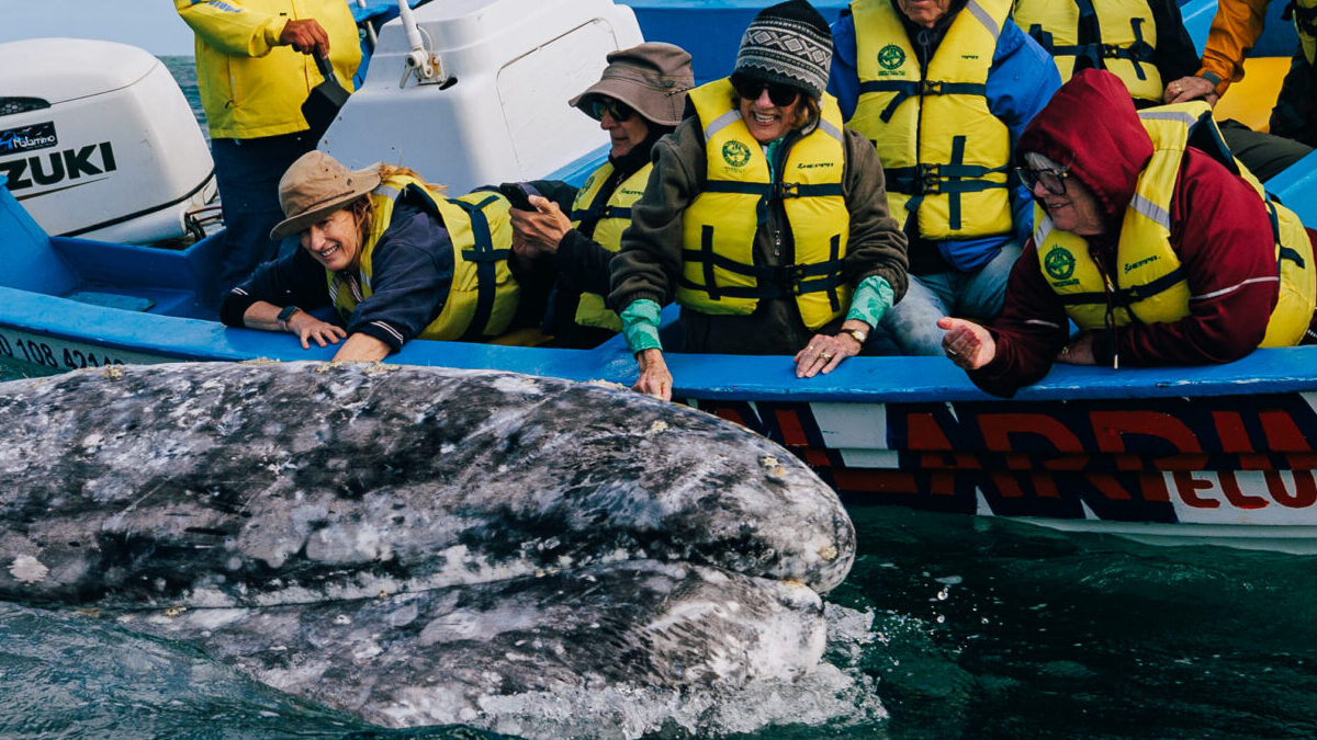 Group of people leaning over their boat to pet a gray whale