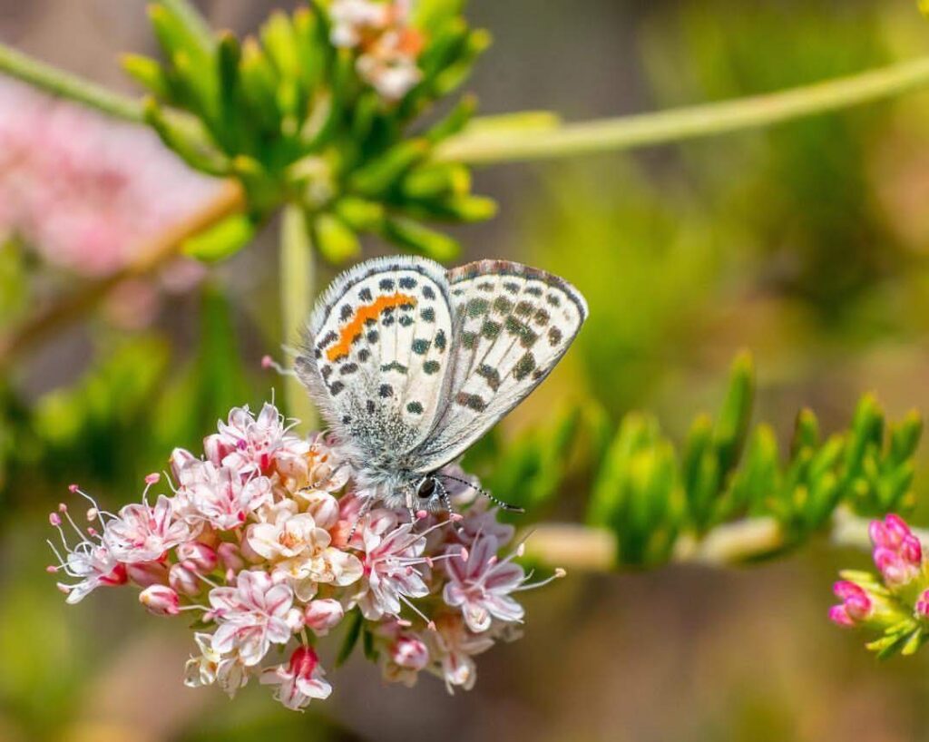 A white butterfly with black and orange spots resting on pink flowers