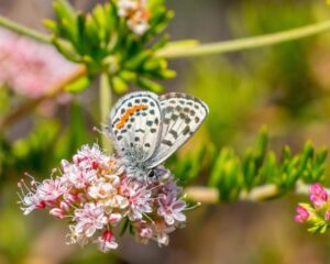 A white butterfly with black and orange spots resting on pink flowers