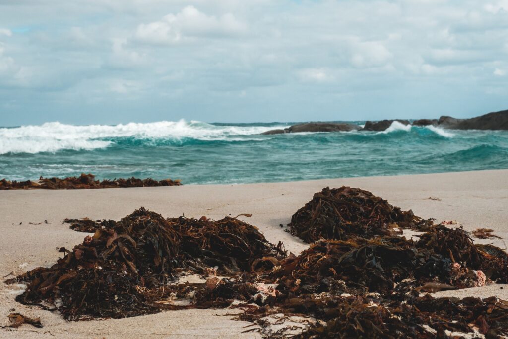 beach wrack (seaweed) piled on a beach