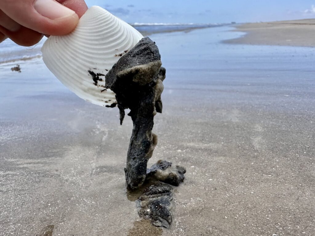 A hand picking up a seashell covered in a tarball
